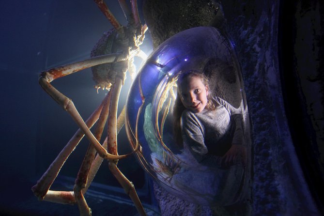 SEA LIFE Manchester Admission Ticket - Find Octopus Prime near the shipwreck