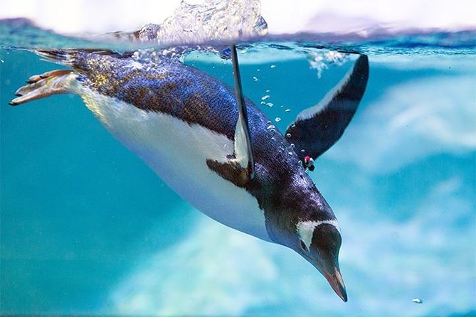 SEA LIFE Manchester Admission Ticket - Turtle Beach gives children a clear starting point