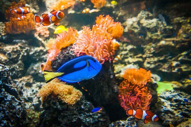 SEA LIFE Weymouth Admission Ticket - Fairy Penguin Island and Europe’s smallest penguins