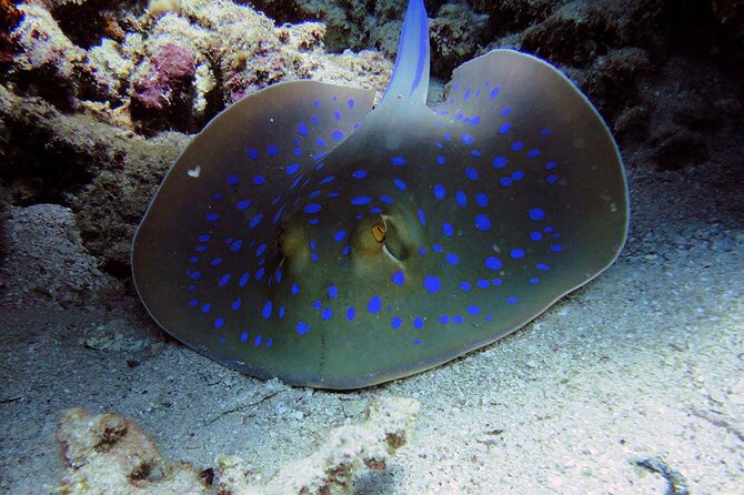SEA LIFE Weymouth Admission Ticket - How long should you allow?
