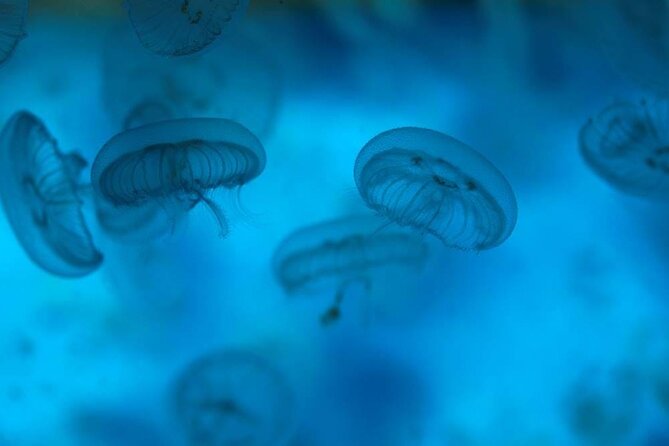 SEA LIFE Weymouth Admission Ticket - Access, transport, and ease of planning