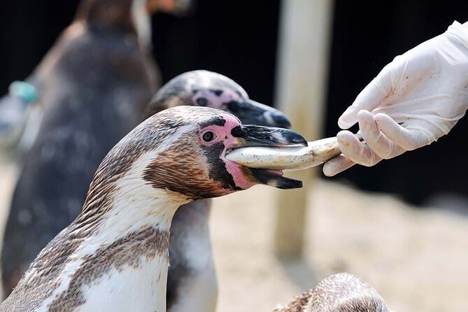 SEA LIFE Weymouth Admission Ticket - Otters, feeding time, and the best staff interaction