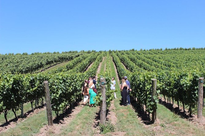 Sussex Vineyard & Winery Bus Tour on Iconic Vintage London Bus - Is $201.20 a fair price?