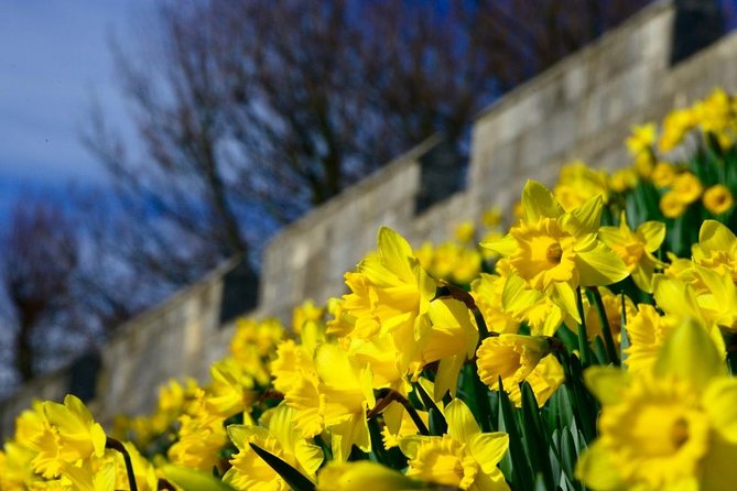 The Best of York on Foot in a Small Group - Museum Gardens: where Roman York begins