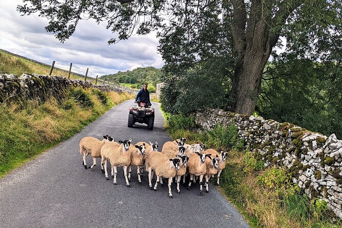 The Yorkshire Dales of All Creatures Great & Small - Wensleydale cheese at the creamery