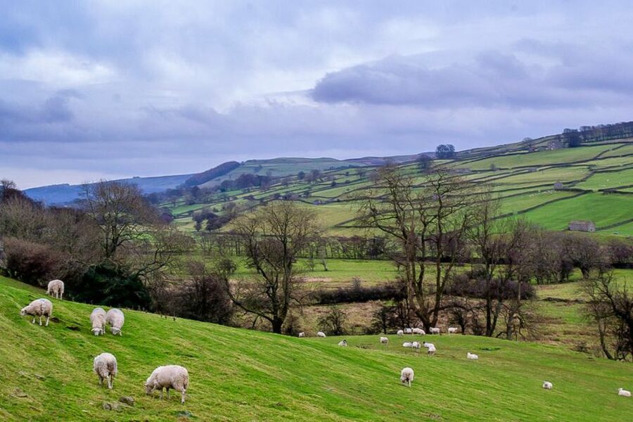 The Yorkshire Dales Tour from York - Wensleydale and Swaledale from the road