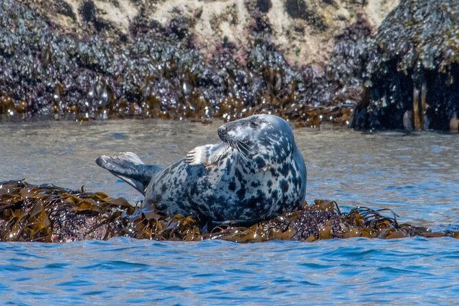Torquay Coastal RIB Seafari - What the one-hour RIB ride feels like