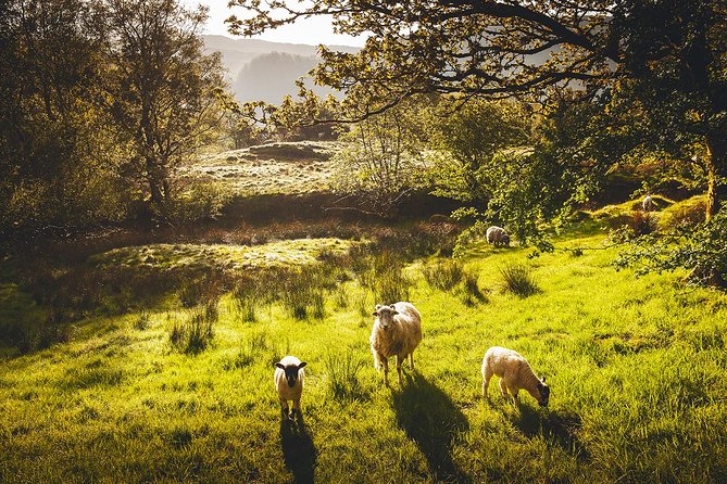 Windermere & Lake District Tour from Manchester Including Cruise - Windermere by boat: the tour’s centerpiece