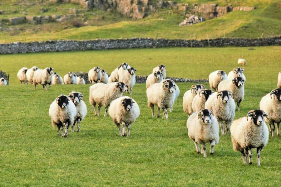 York: "All Creatures Great and Small" Yorkshire Dales Tour - What the $109.11 price delivers