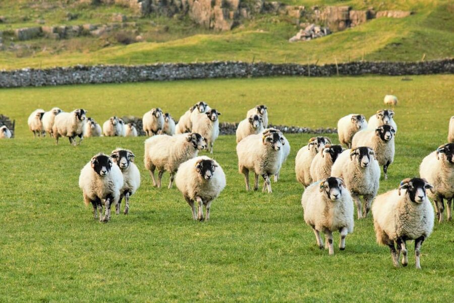 York: "All Creatures Great and Small" Yorkshire Dales Tour - Wensley church and the final stop in Hawes
