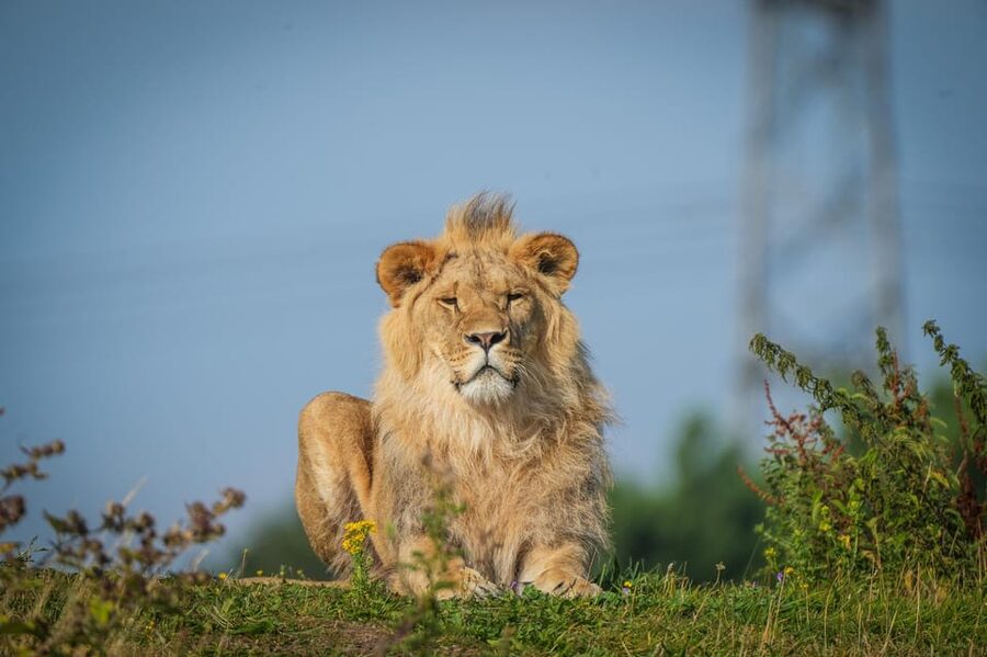 Yorkshire Wildlife Park: Entry Ticket - Why the polar bears are worth planning around