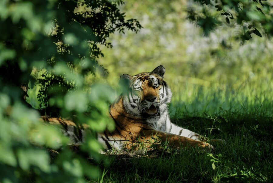 Yorkshire Wildlife Park: Entry Ticket - A walk-through format with plenty of space