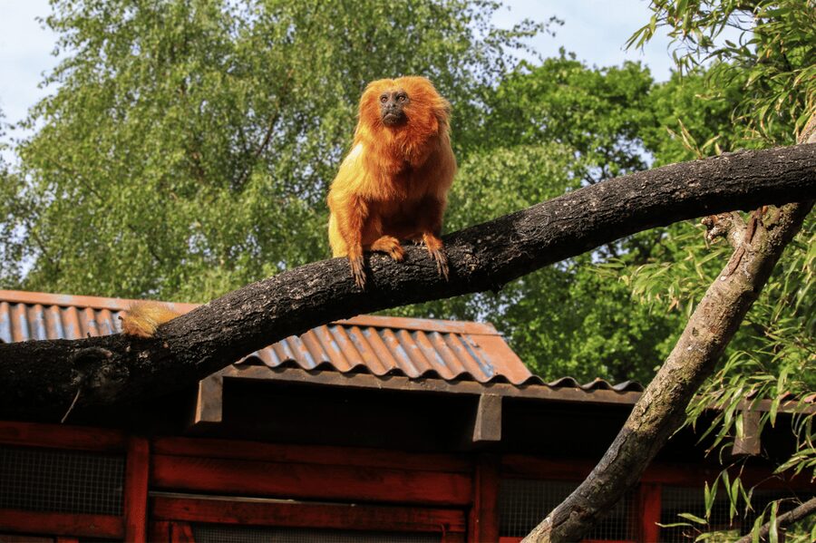 Yorkshire Wildlife Park: Entry Ticket - Children’s play areas and The Yorkshire Hive