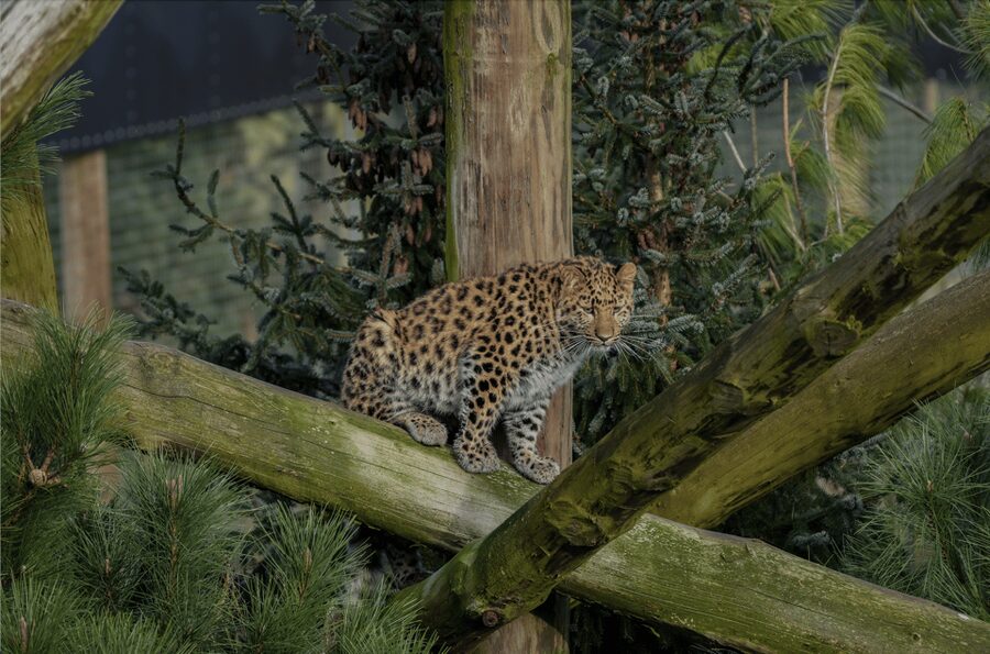 Yorkshire Wildlife Park: Entry Ticket - Cafes, picnic stops, and the busiest queues