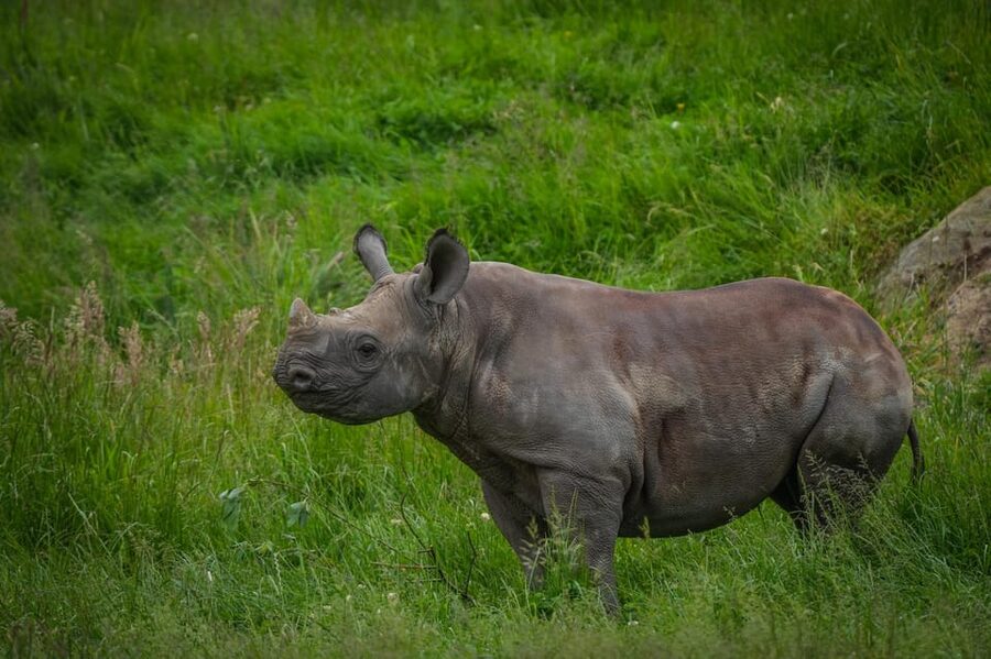 Yorkshire Wildlife Park: Entry Ticket - Conservation and animal care